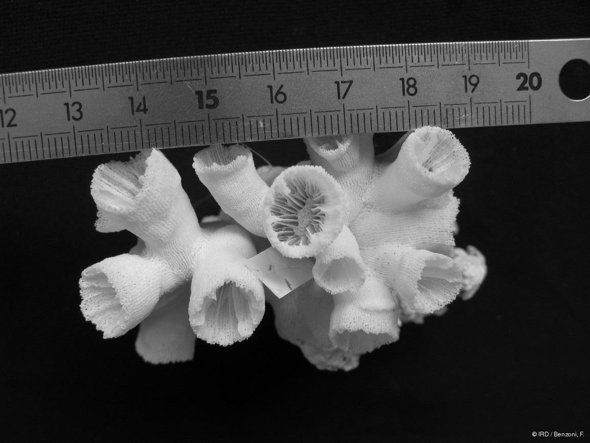 Tubastraea sp. HS2884