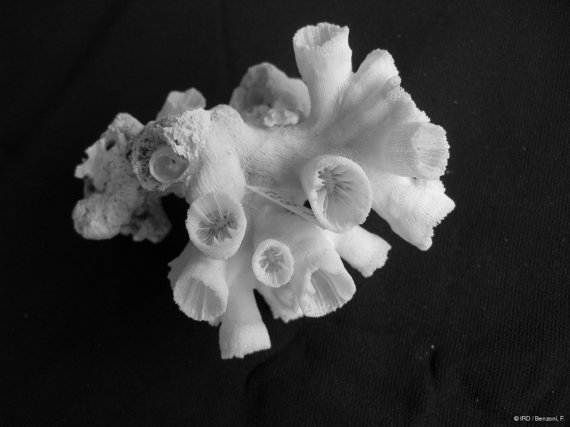 Tubastraea sp. HS2884