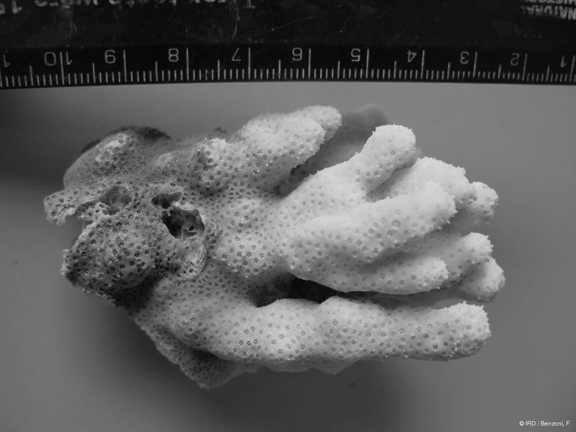 Stylocoeniella guentheri HS2932