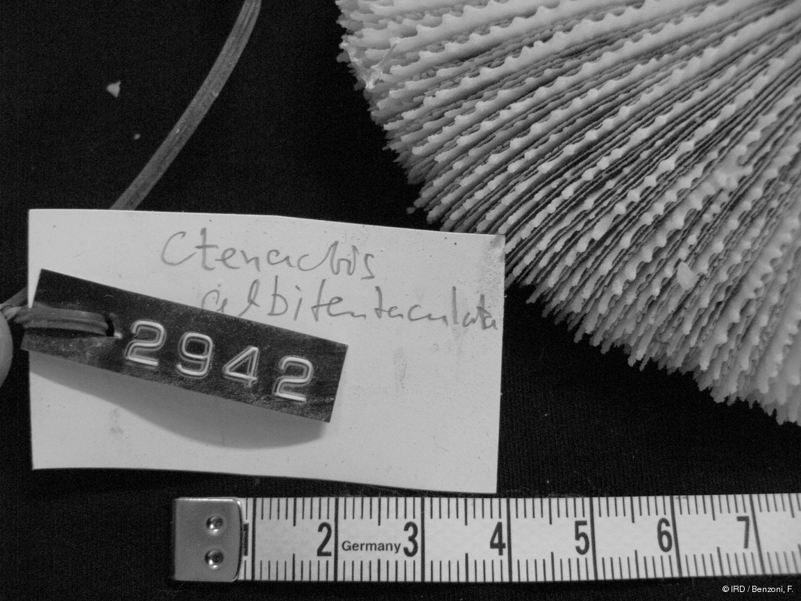Ctenactis albitentaculata HS2942