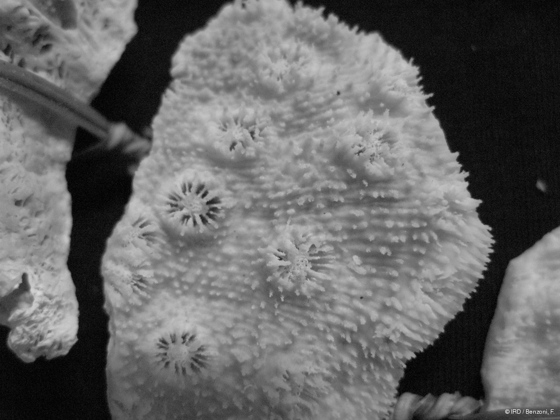Echinopora sp. HS2951