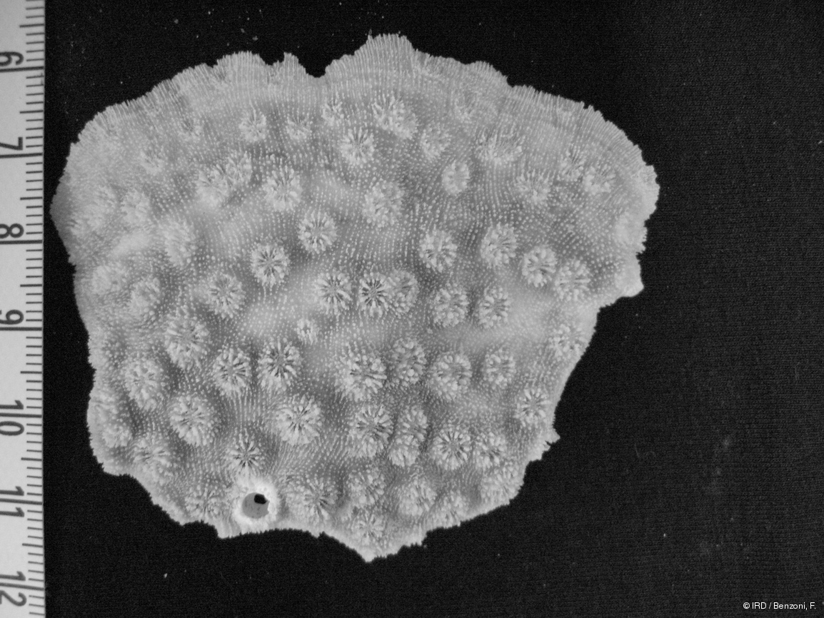 Echinopora sp. HS2982