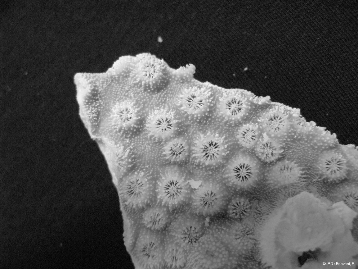 Echinopora sp. HS2983
