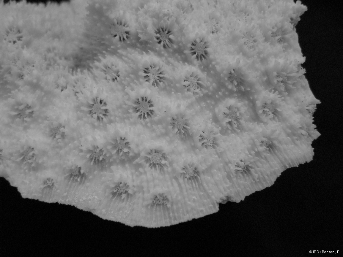 Echinopora sp. HS2986