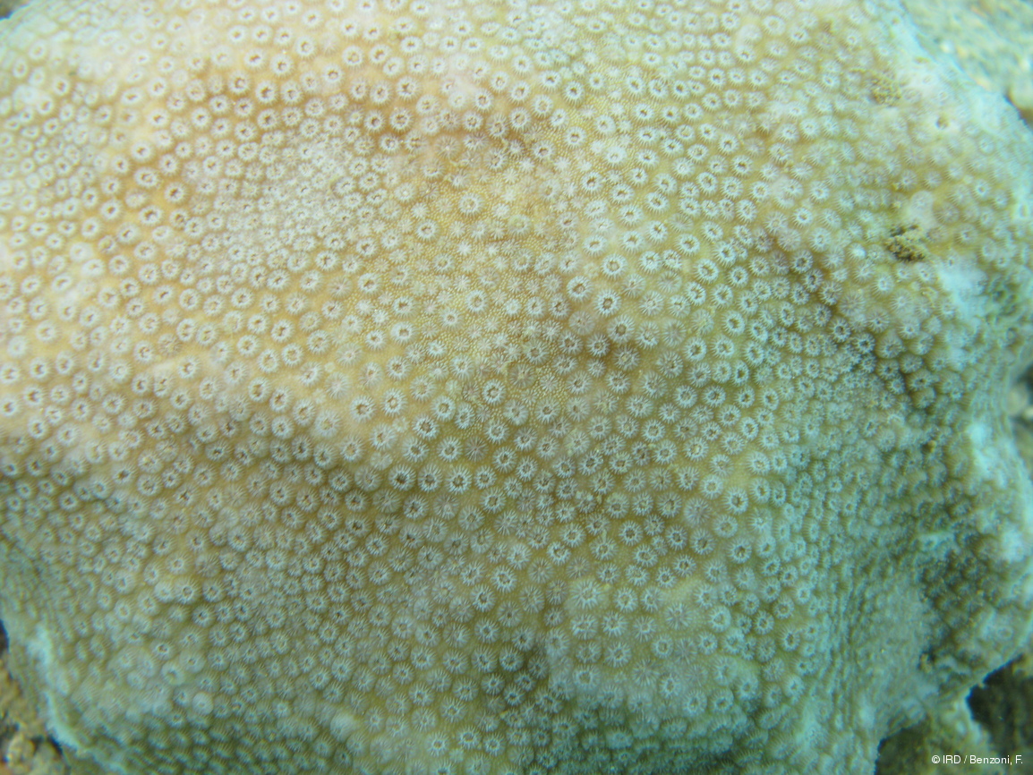 Cyphastrea sp. HS3036