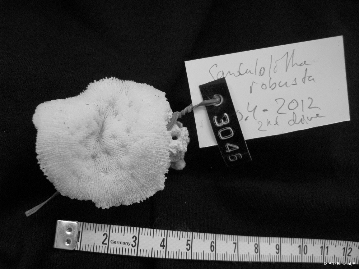Sandalolitha robusta HS3046