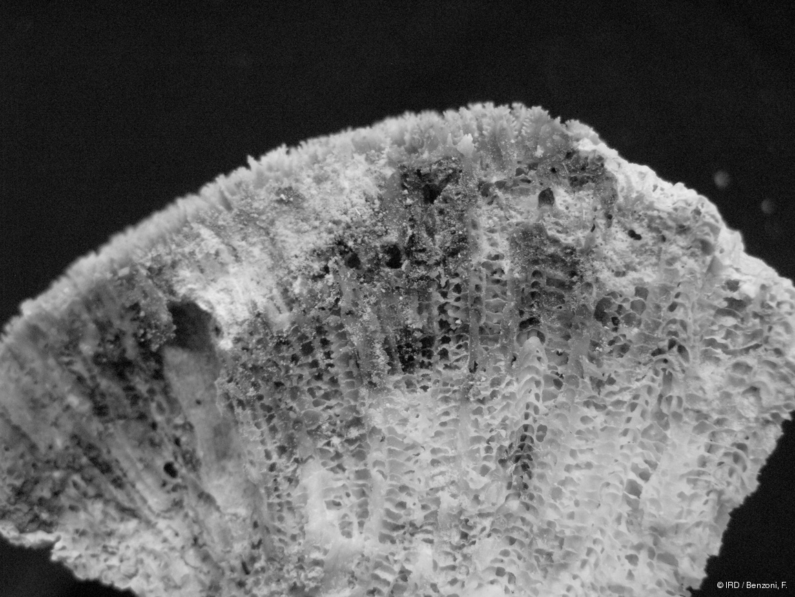 Platygyra yeayamaensis HS3053