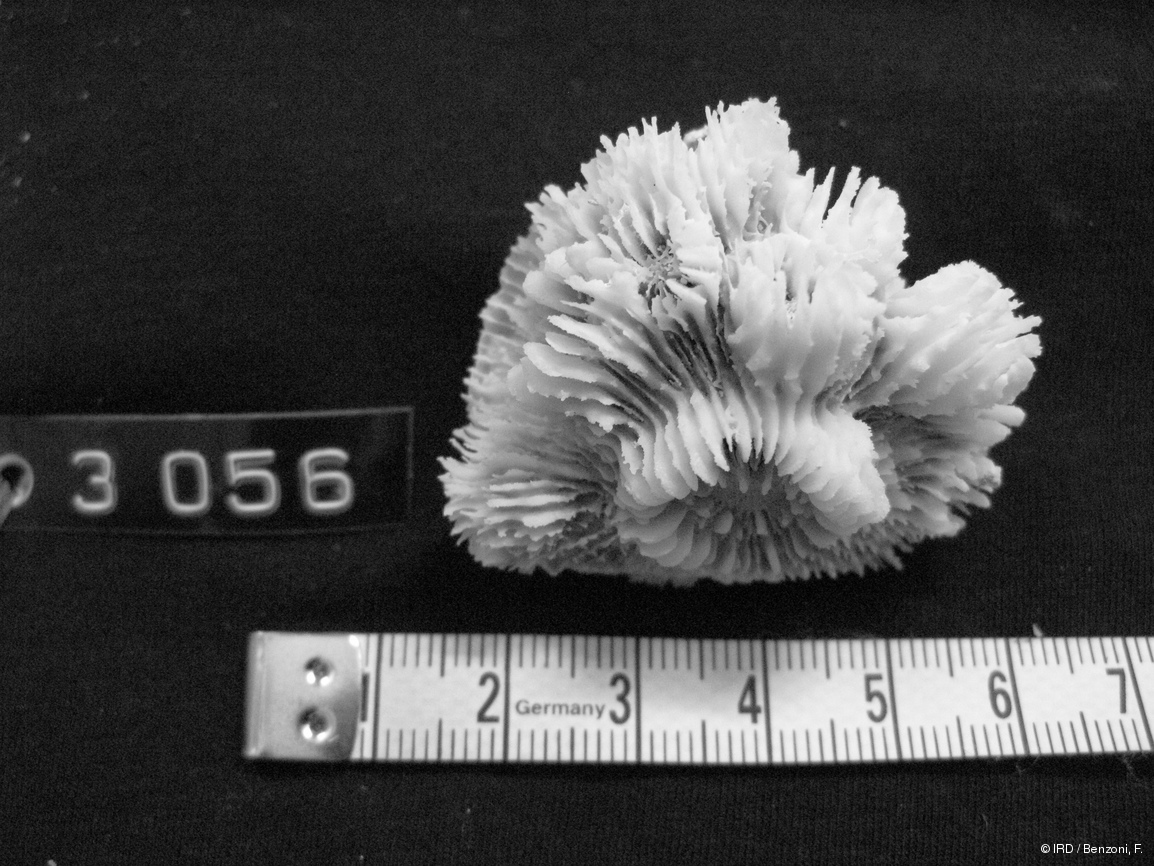Echinophyllia orpheensis HS3056