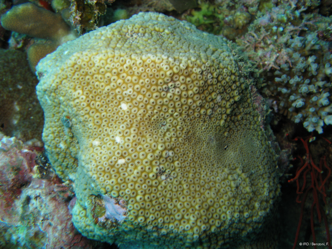 Cyphastrea sp. HS3064