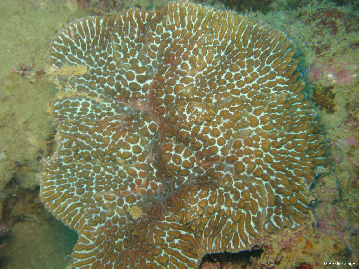 Hydnophora sp. HS3094