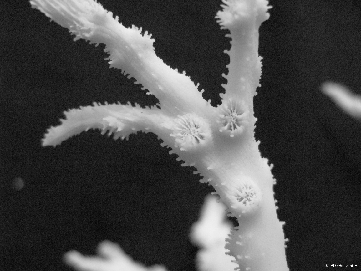 Echinopora horrida HS3095
