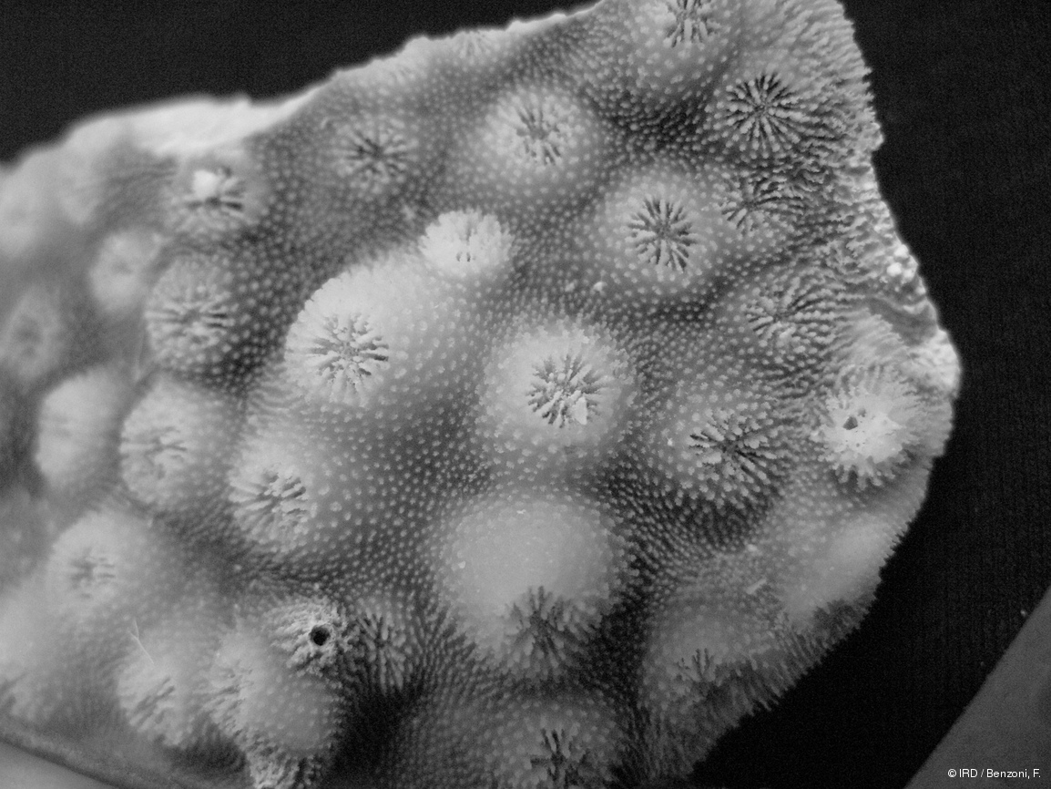 Echinopora pacificus HS3102