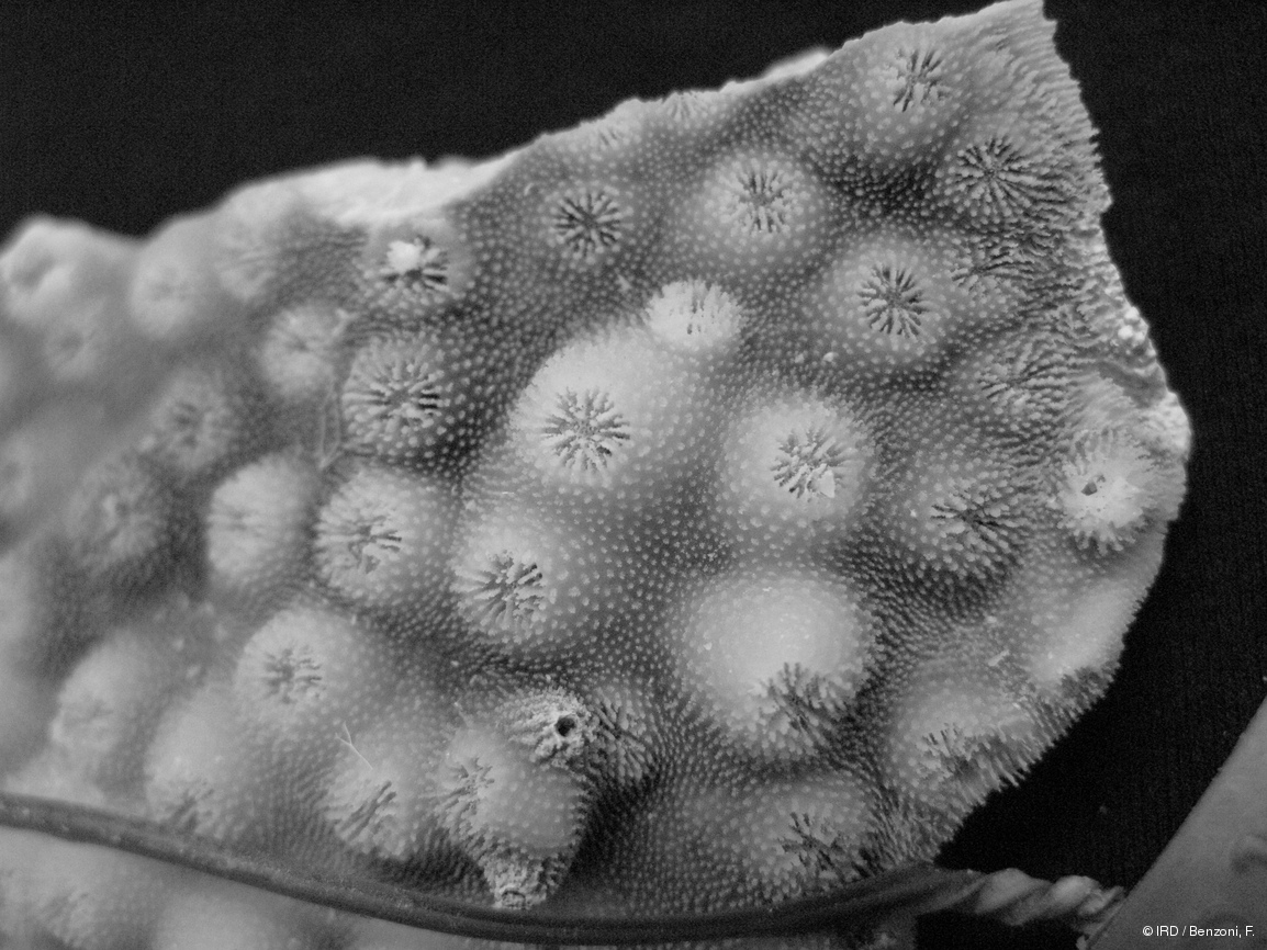 Echinopora pacificus HS3102