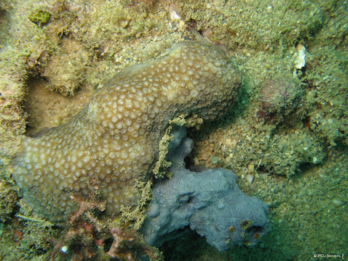 Cyphastrea sp. HS3114