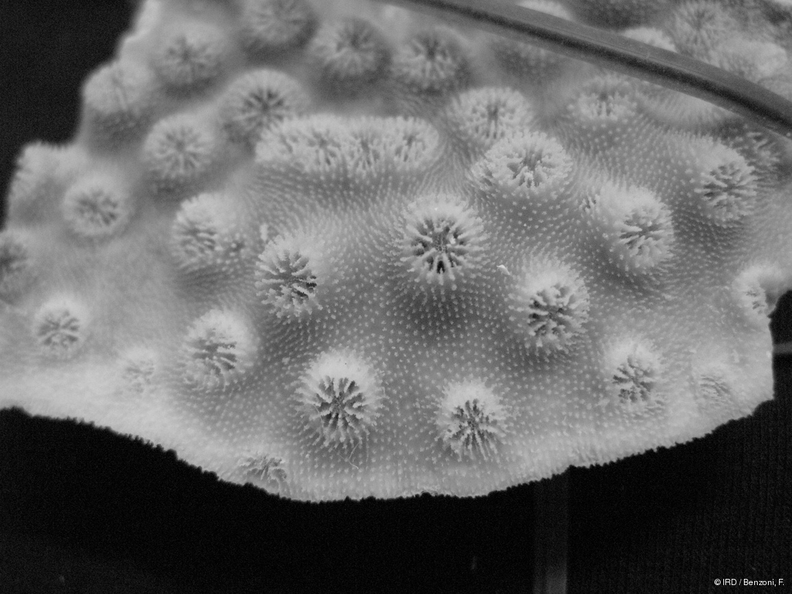 Echinopora pacificus HS3115