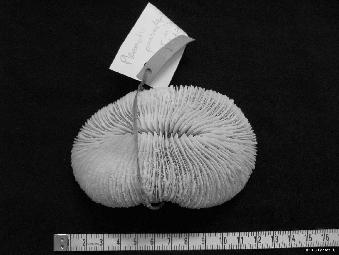 Pleuractis paumotensis HS3120