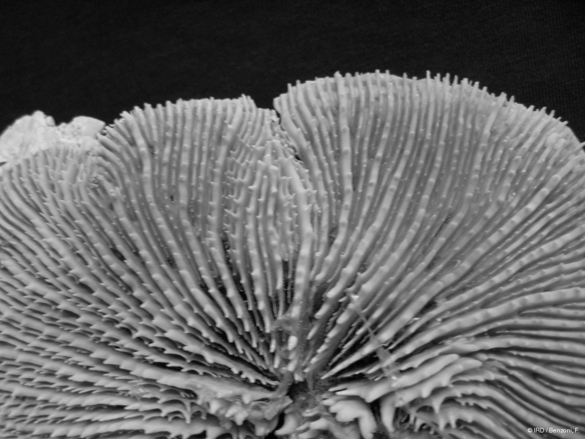 Acanthastrea fungiformis HS3133