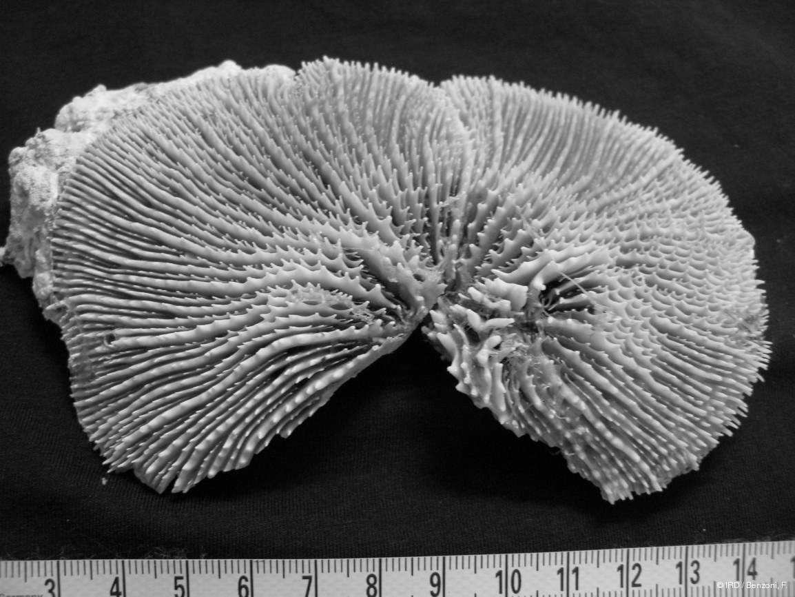 Acanthastrea fungiformis HS3133