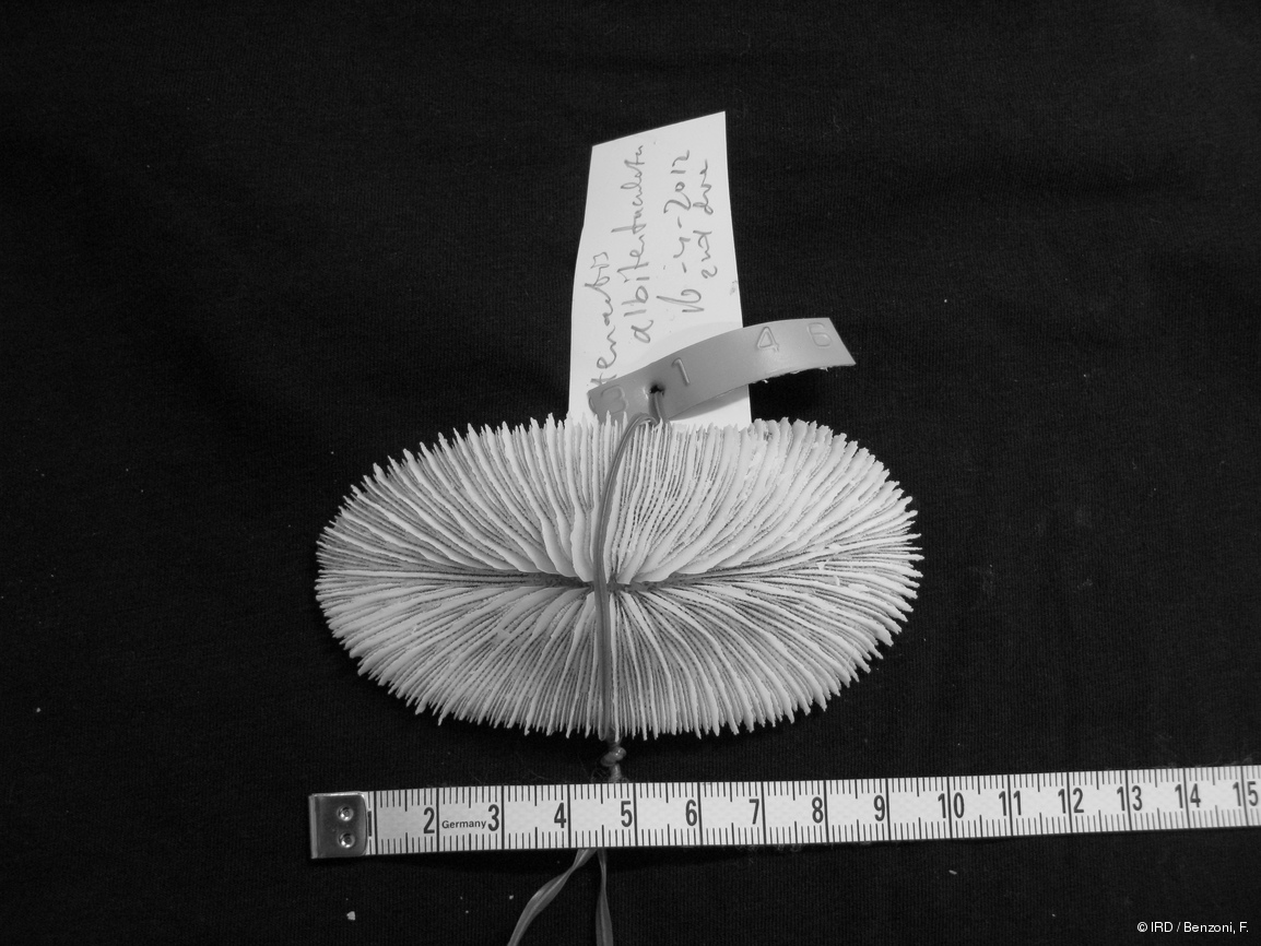 Ctenactis albitentaculata HS3146