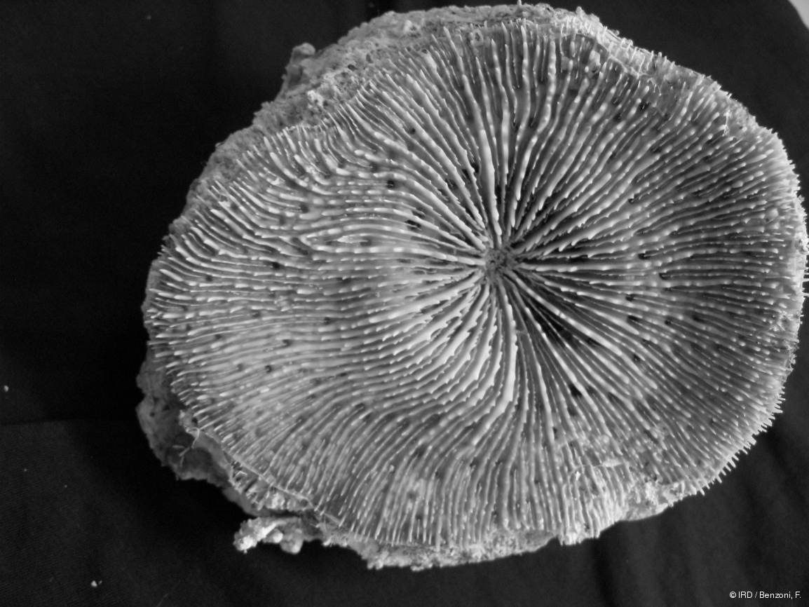Acanthastrea fungiformis HS3154