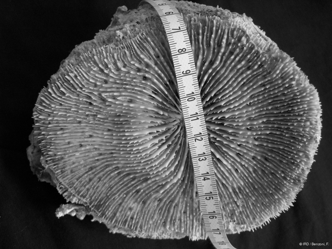 Acanthastrea fungiformis HS3154