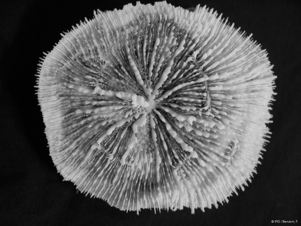 Echinophyllia echinata HS3171
