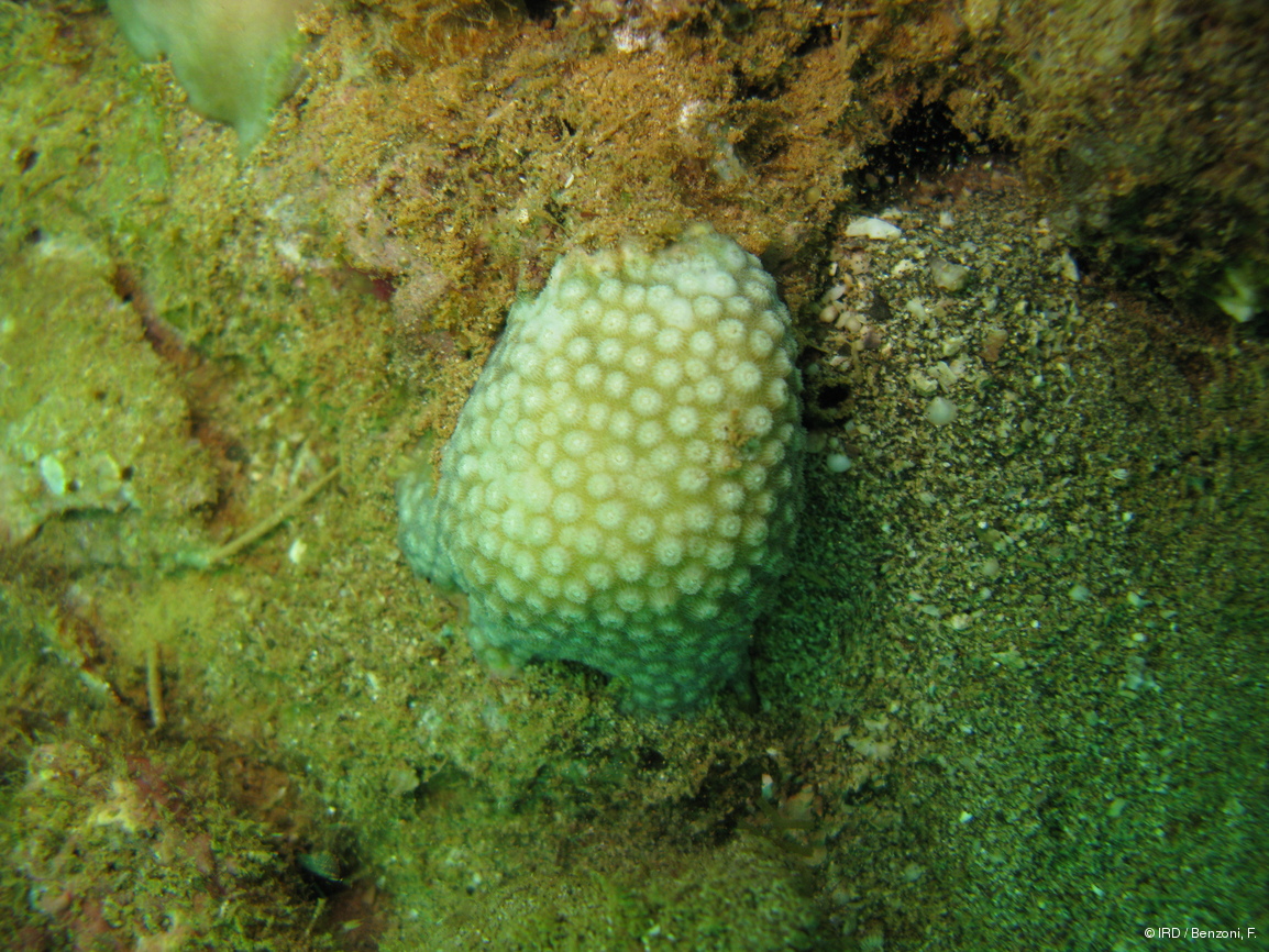 Cyphastrea sp. HS3218