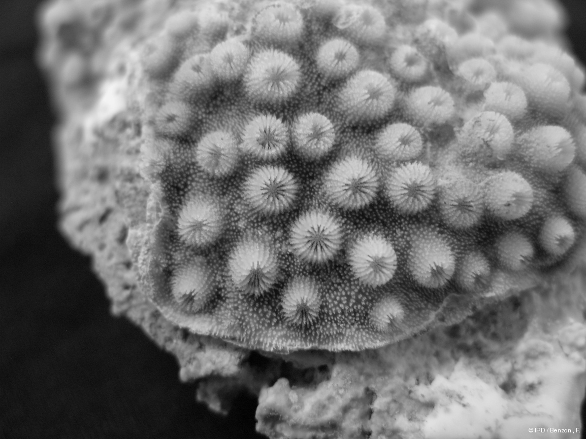 Cyphastrea sp. HS3235