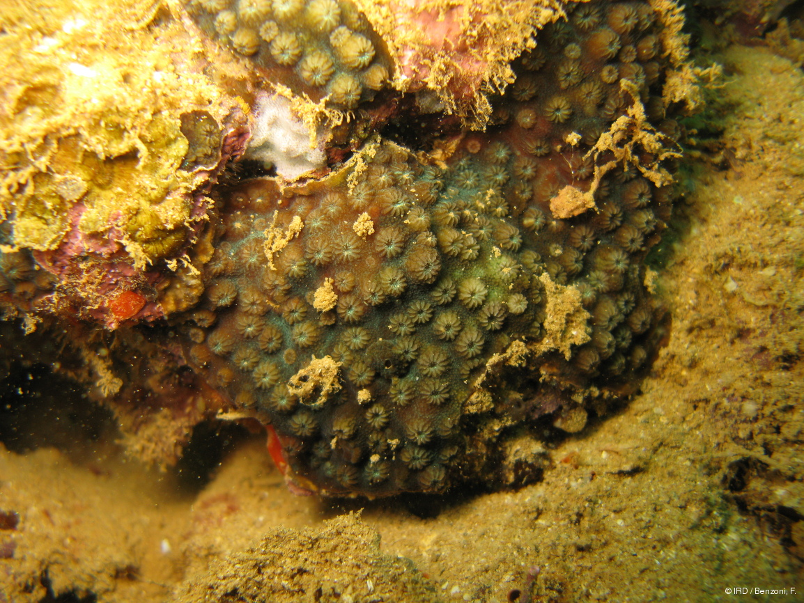Cyphastrea sp. HS3236