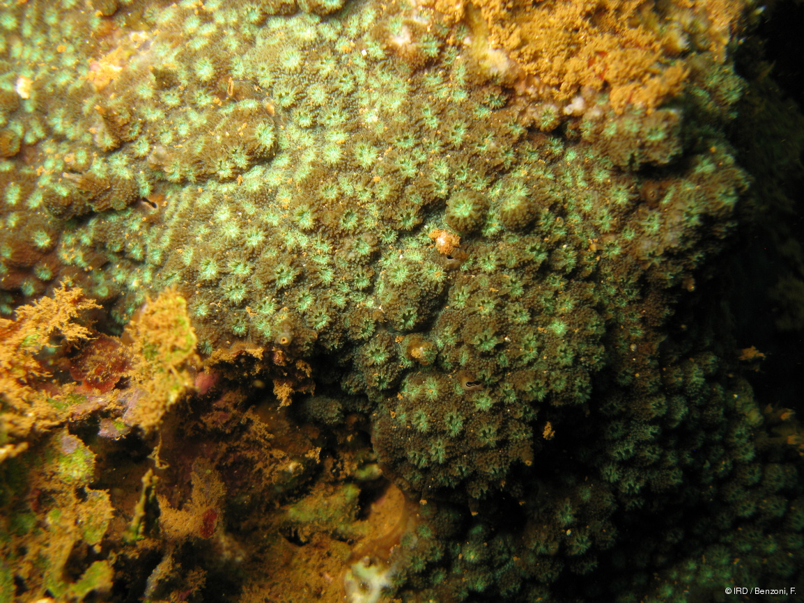 Cyphastrea sp. HS3252