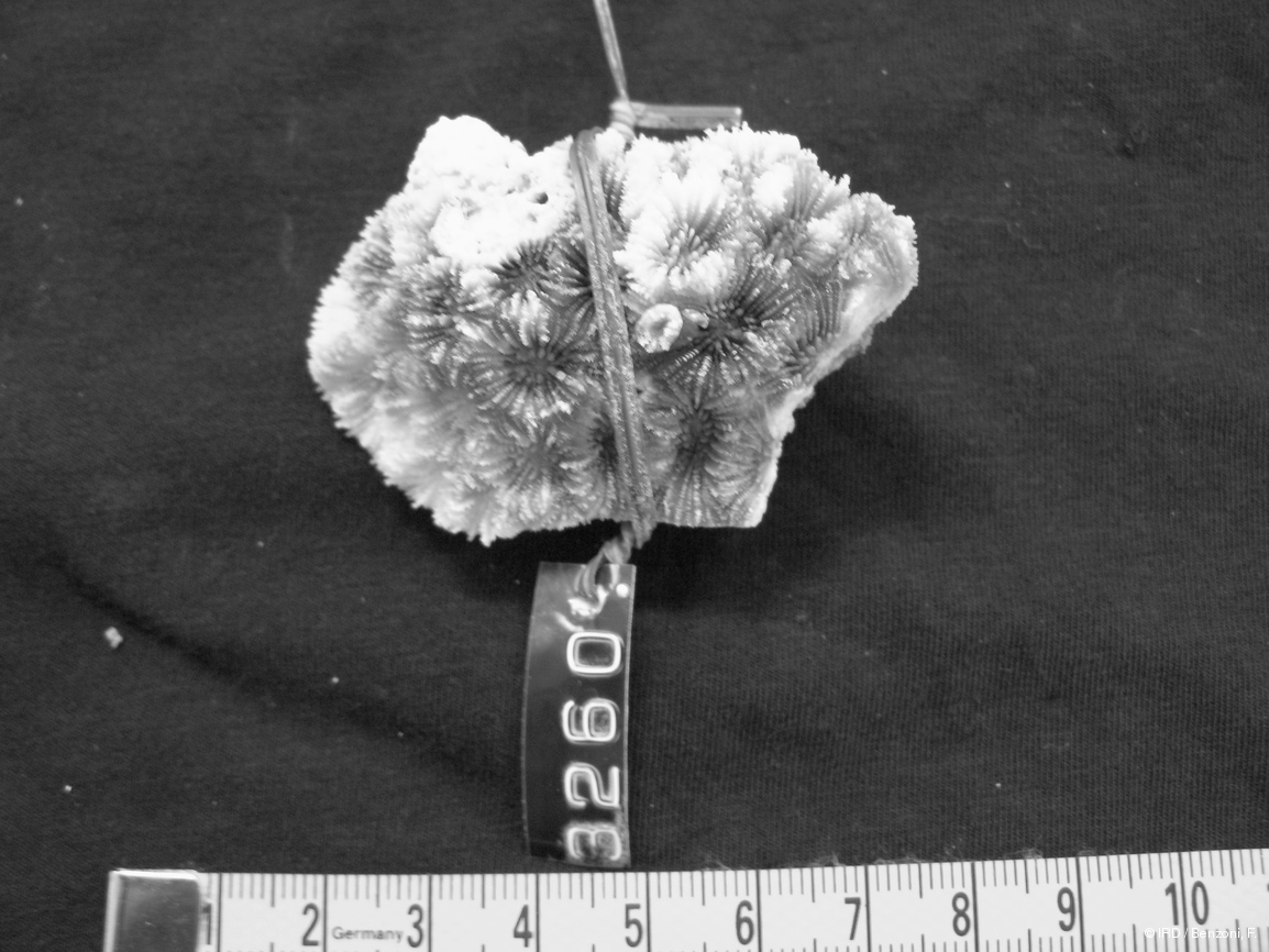 Paragoniastrea russelli HS3260