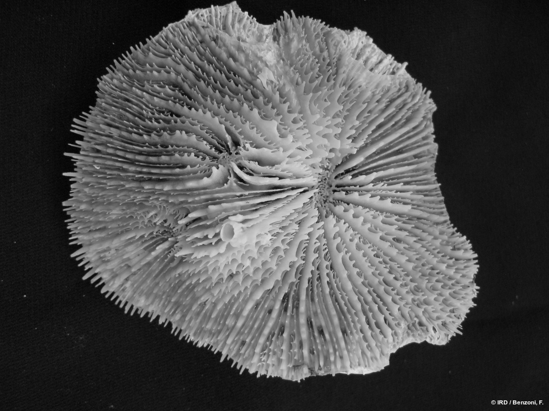 Acanthastrea fungiformis HS3330