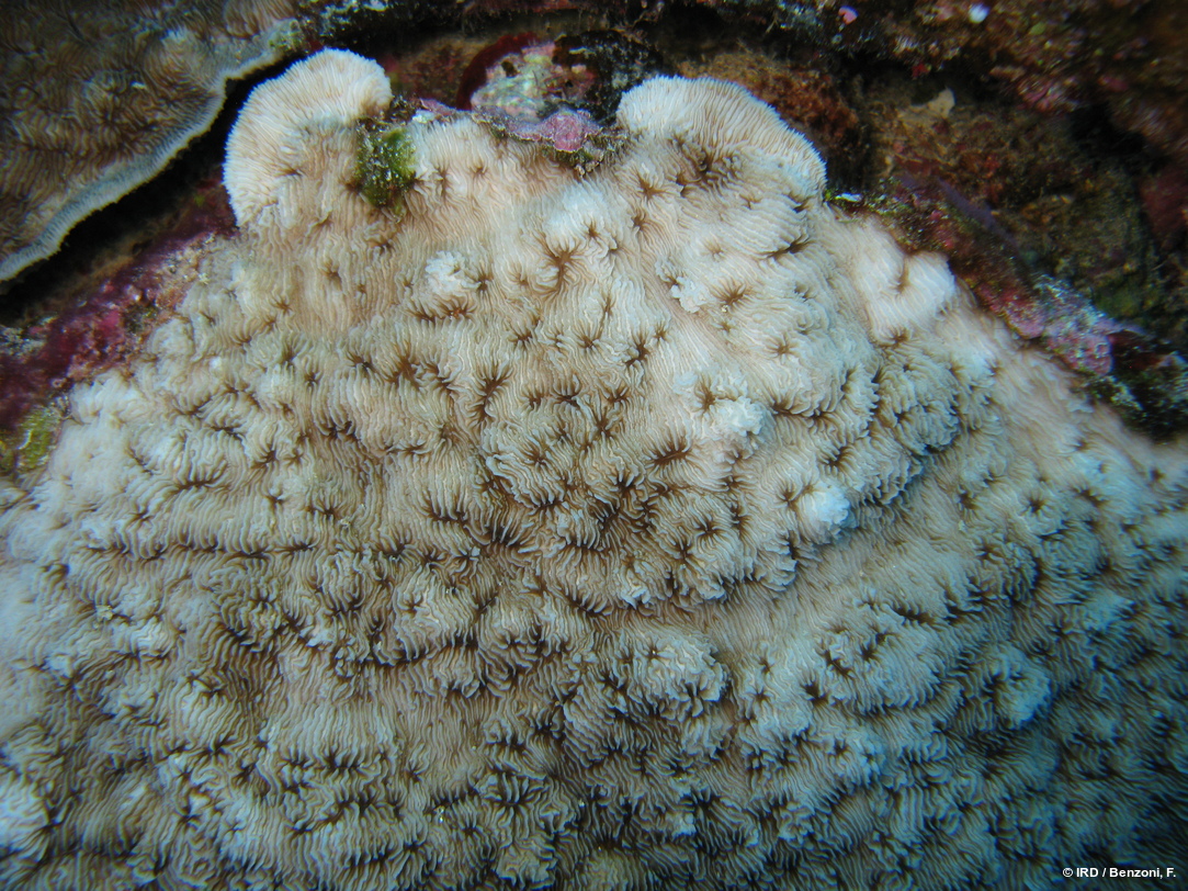 Podabacia crustacea HS3337