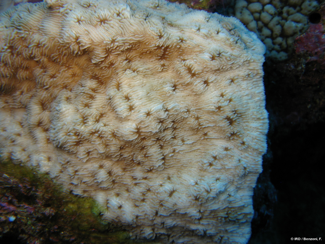 Podabacia crustacea HS3337