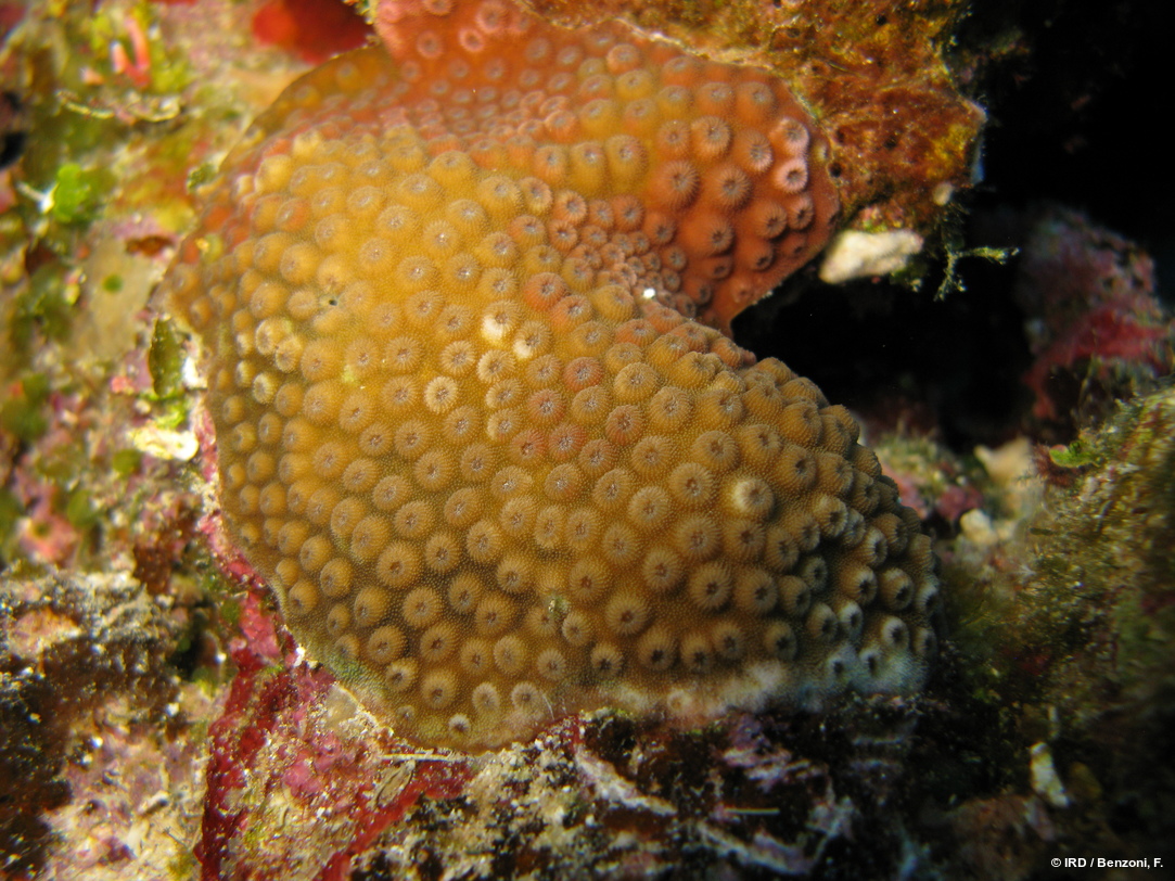 Cyphastrea sp. HS3345