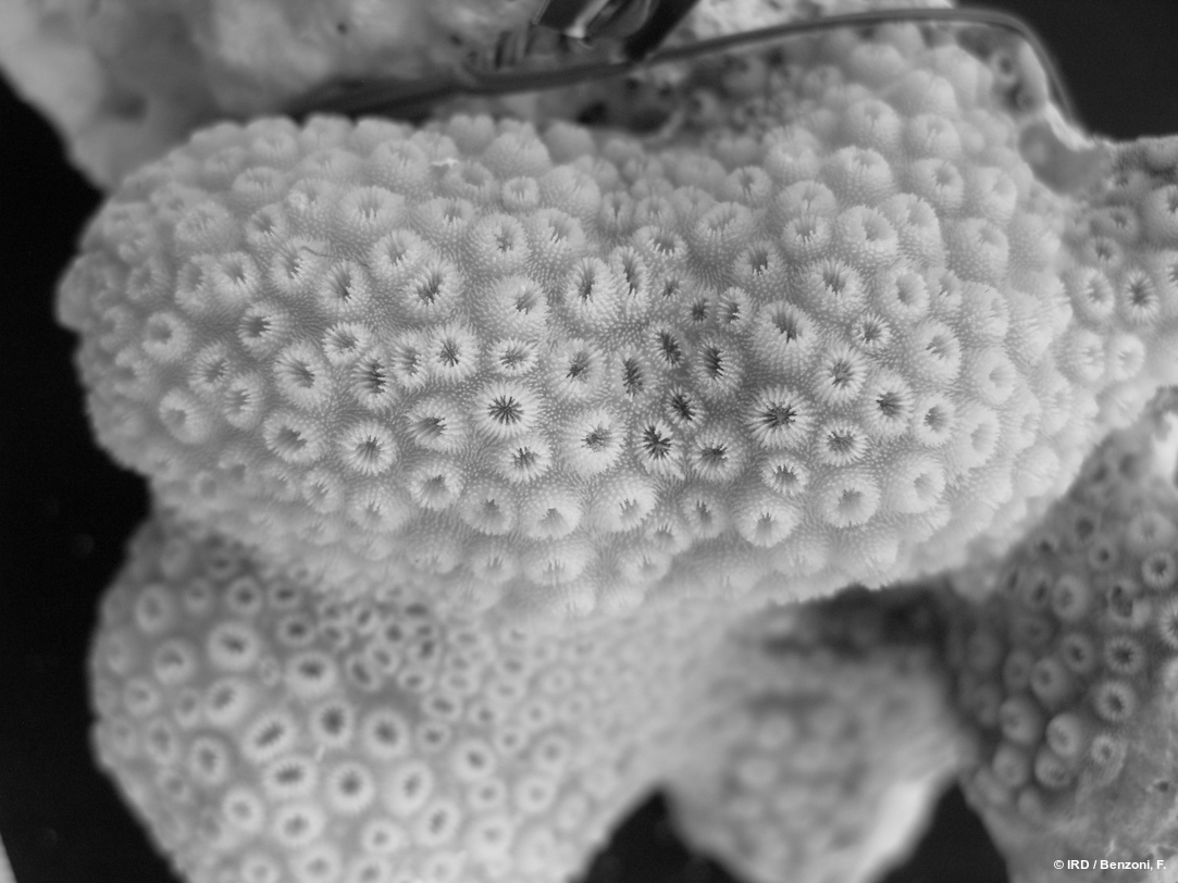 Cyphastrea sp. HS3345