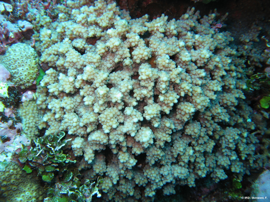 Cyphastrea sp. HS3415