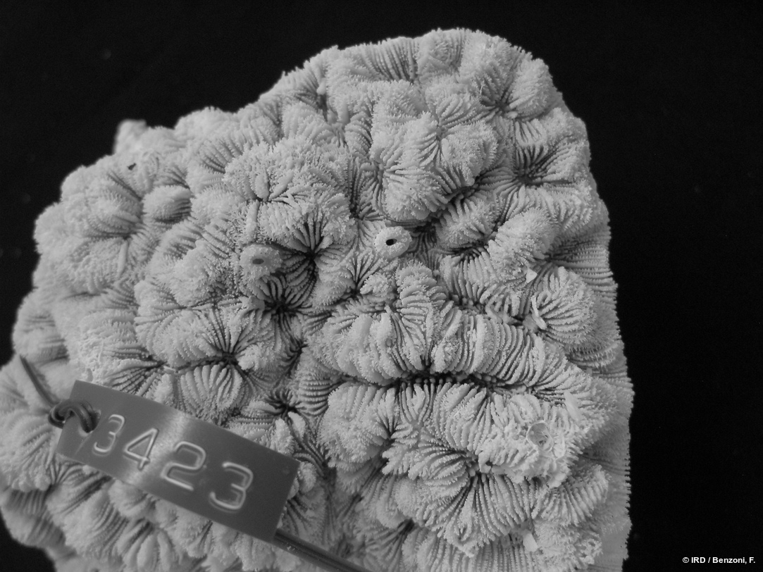 Paragoniastrea australensis HS3423