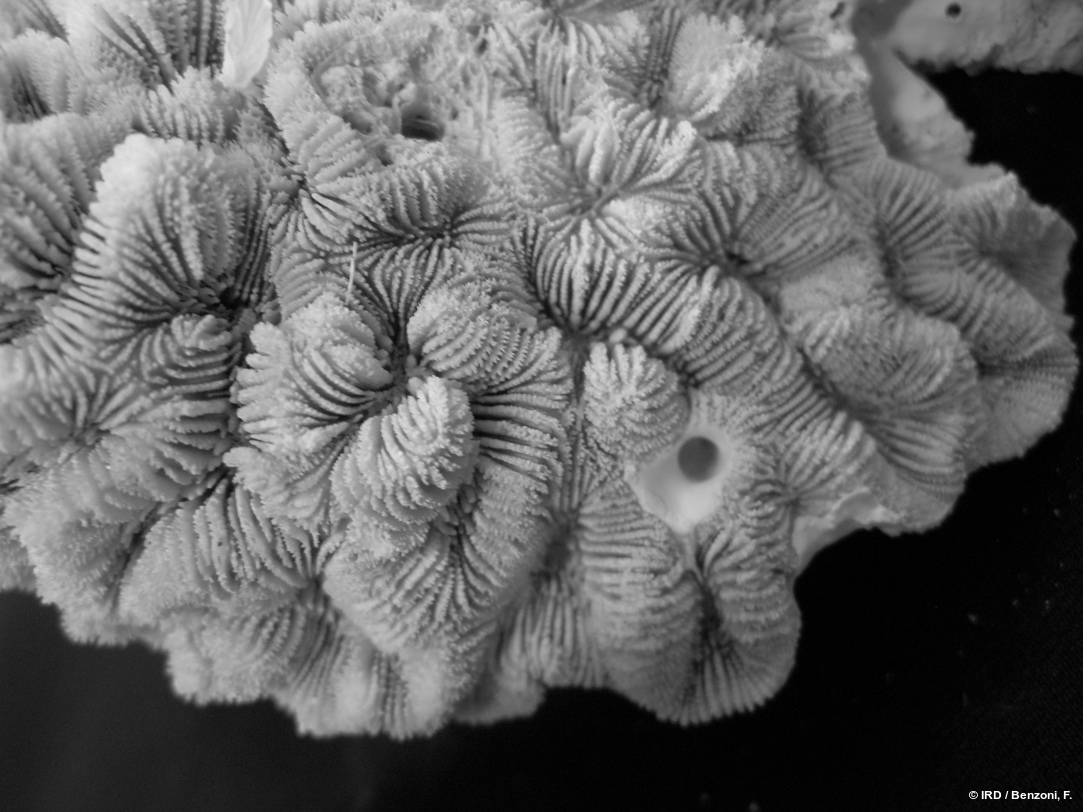 Paragoniastrea australensis HS3423