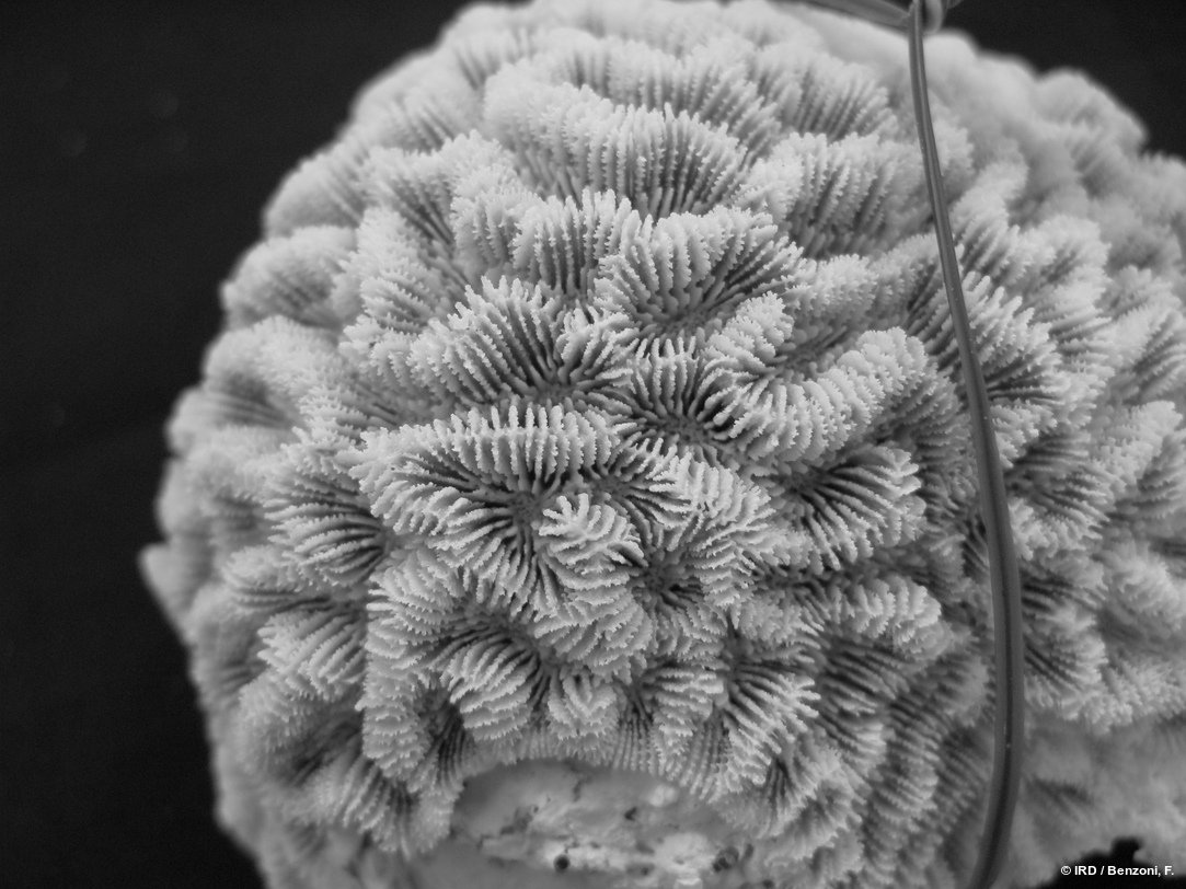 Paragoniastrea australensis HS3439
