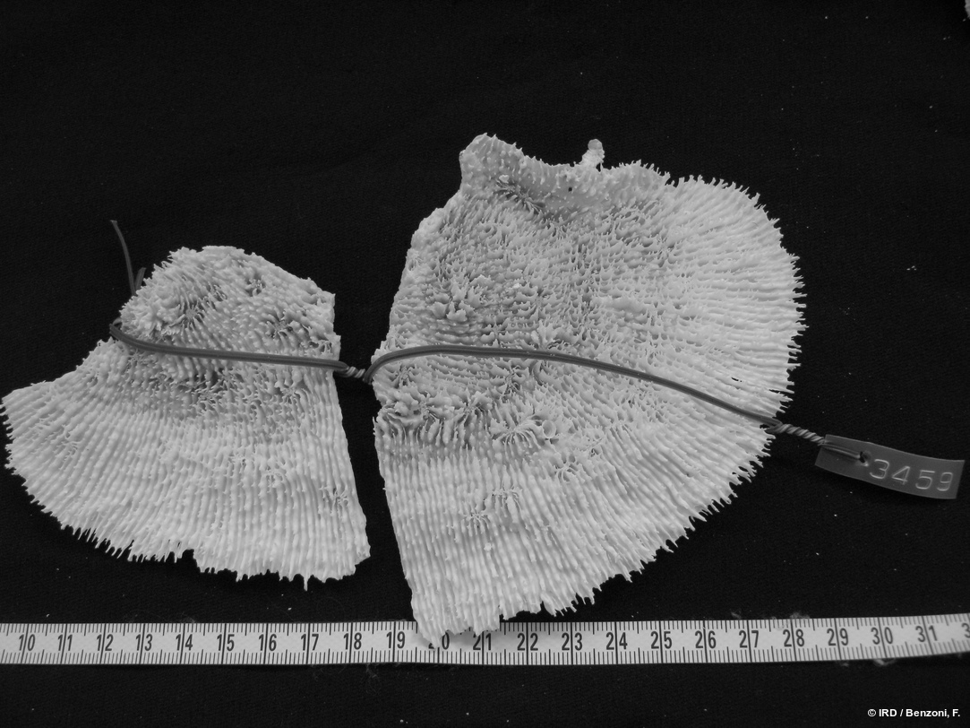 Echinophyllia sp. HS3459