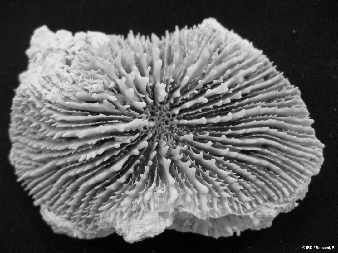 Acanthastrea fungiformis HS3466