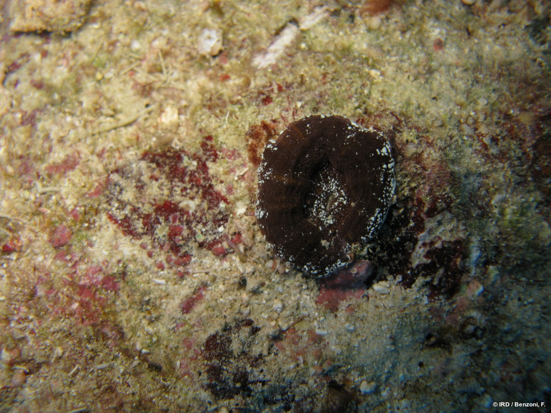 Micromussa pacifica HS3471