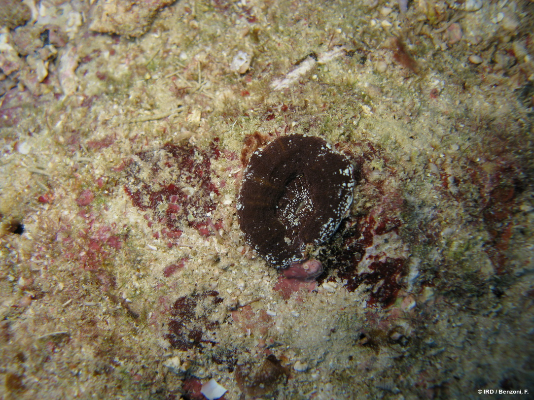 Micromussa pacifica HS3471