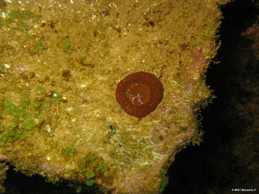 Micromussa pacifica HS3543