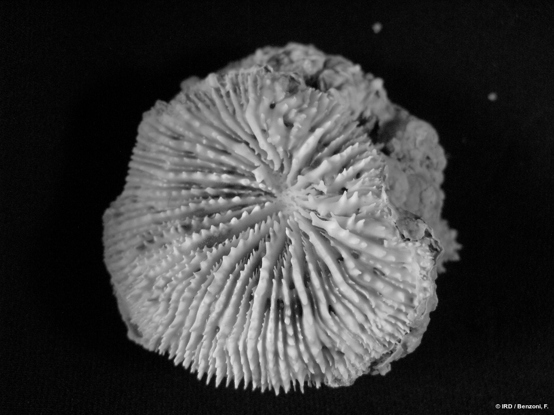 Acanthastrea fungiformis HS3546