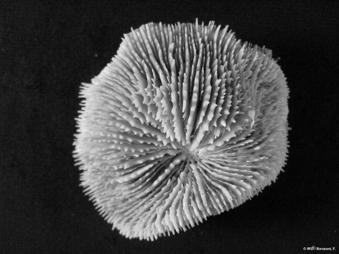 Acanthastrea fungiformis HS3547