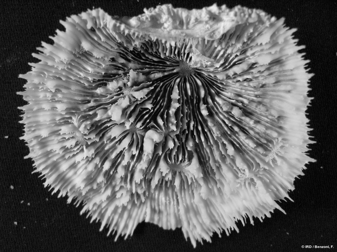 Echinophyllia echinata HS3552