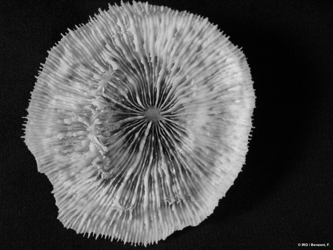 Echinophyllia echinata HS3553