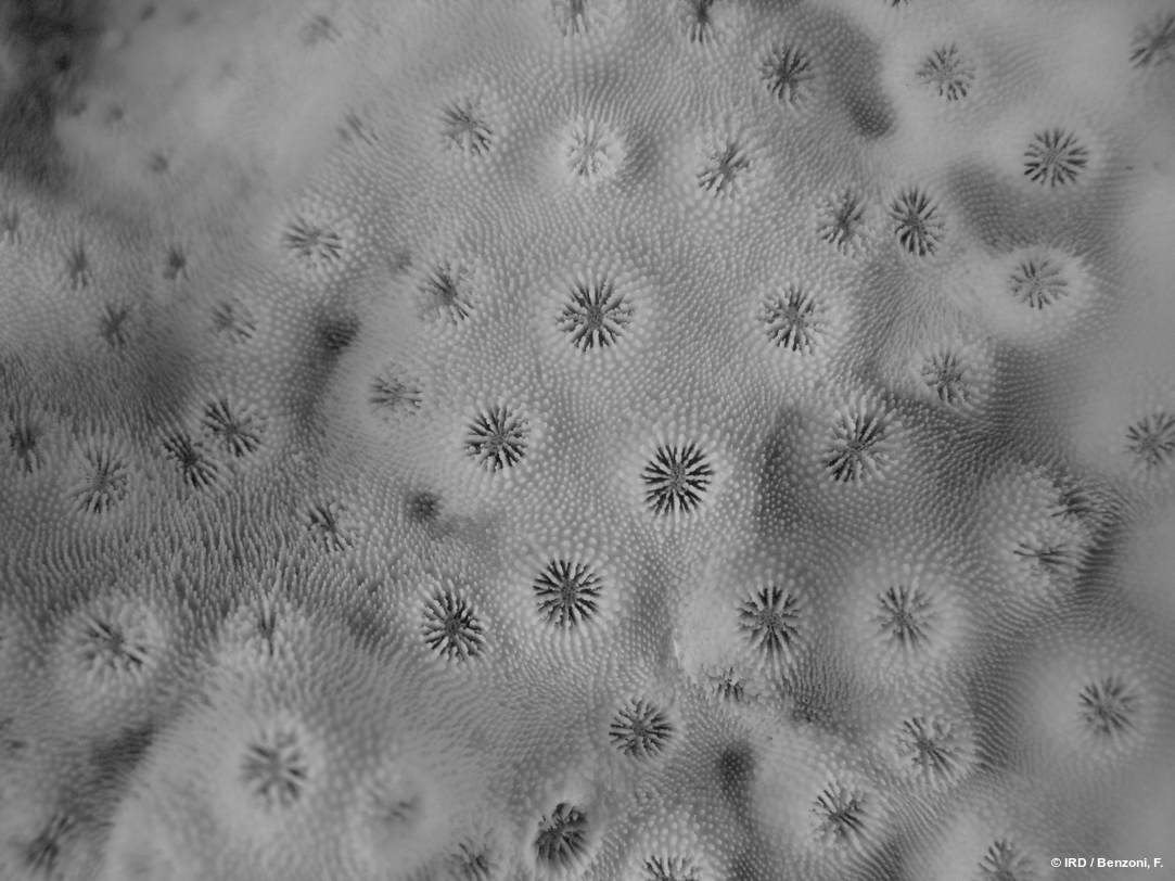 Echinopora pacificus HS3558